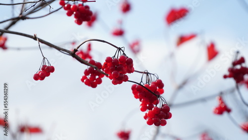 Viburnum opulus are on blurred background. Beautiful autumn background with red berries of viburnum. guelder-rose, water elder, cramp bark, snowball tree and European cranberrybush. 