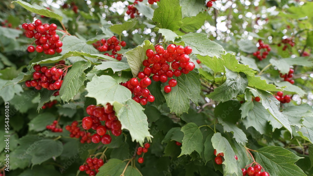 Magnified beautiful red fruits of viburnum. Viburnum berries. Red viburnum berries on a branch in the garden. Beautiful autumn background with red viburnum berries. Magnified beautiful red fruits of viburnum. Viburnum berries. Red viburnum berries on a branch in the garden. Beautiful autumn background with red viburnum berries.