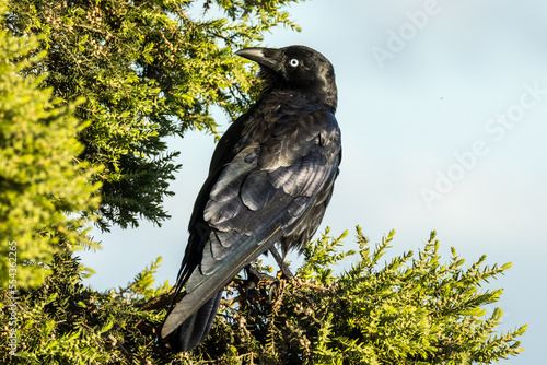 Little Raven in Victoria Australia photo