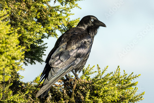 Little Raven in Victoria Australia photo