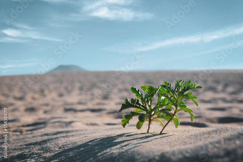 Grüne Pflanze Sand Wüste Wüstenboden Sanddüne Düne gepflanzt pflanzen Nachhaltigkeit Zukunft Bewässerung Leben Nahrung Wasser ökologisch