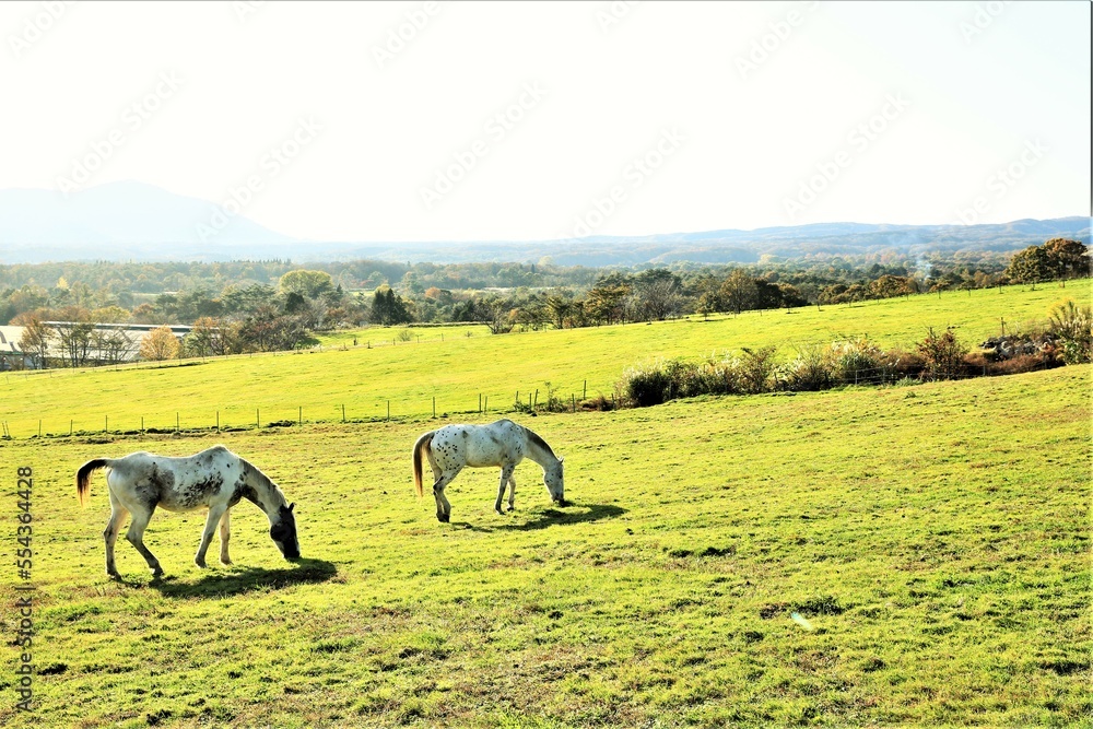 Fototapeta premium 草を食む馬
