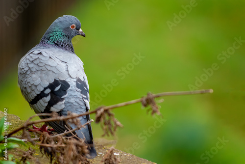 pigeon on the tree with green background blur
