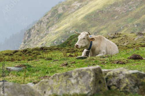 Happy cow lying on a green mountain meadow in the Pyrenees