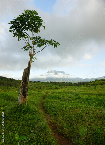 Beautiful landscape at the plantation in Kalibendo, Banyuwangi, Indonesia. photo