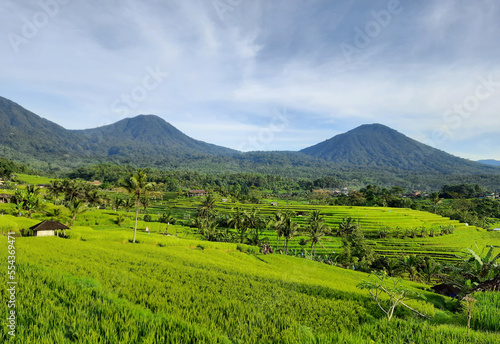 Beautiful rice field with mountains and dramatic sky at Tegalalang, Bali, Indonesia