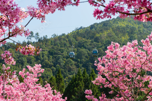 Take a cable car to see cherry blossoms in Formosan Aboriginal Culture Village -Nantou  Taiwan
