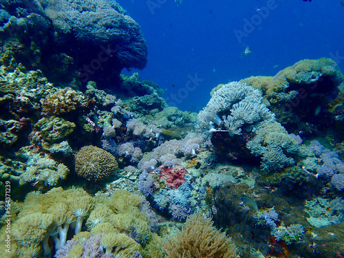 Coral reef. Colorful corals on the seabed underwater.