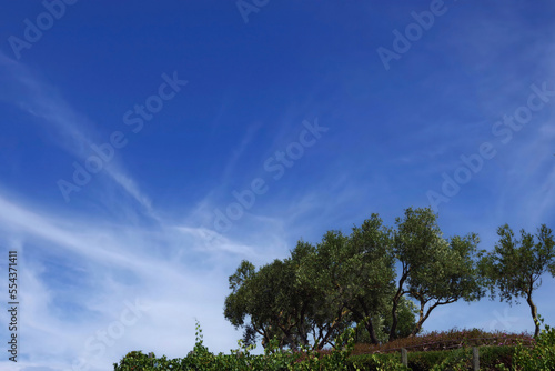 Summer sky over the California Sonoma wine region