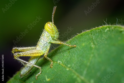 A juvenile grasshopper resting on a green grass leaf. Macro shot
