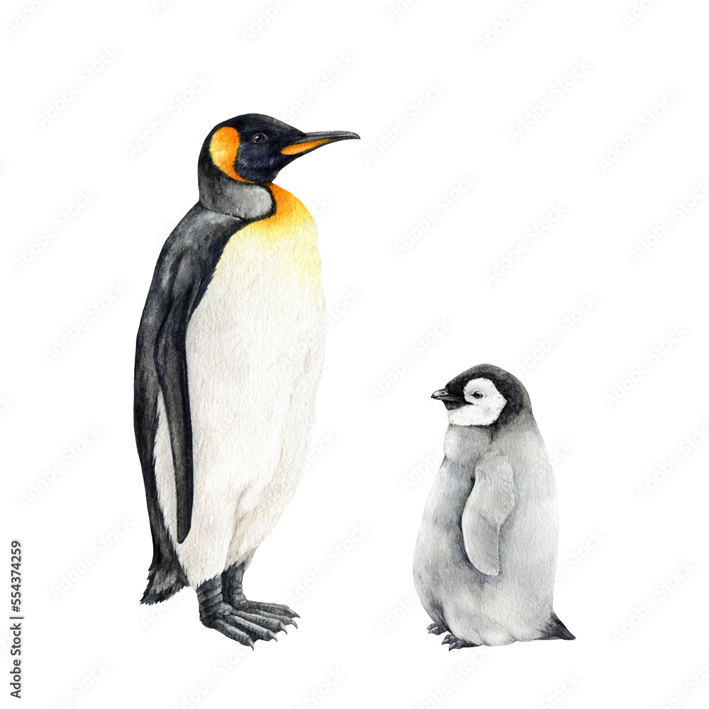 Fototapeta premium Emperor penguin bird with a baby set. Watercolor illustration. Hand drawn cute little penguin with a parent. Antarctica wildlife bird. Couple of beautiful penguins. Isolated on white background