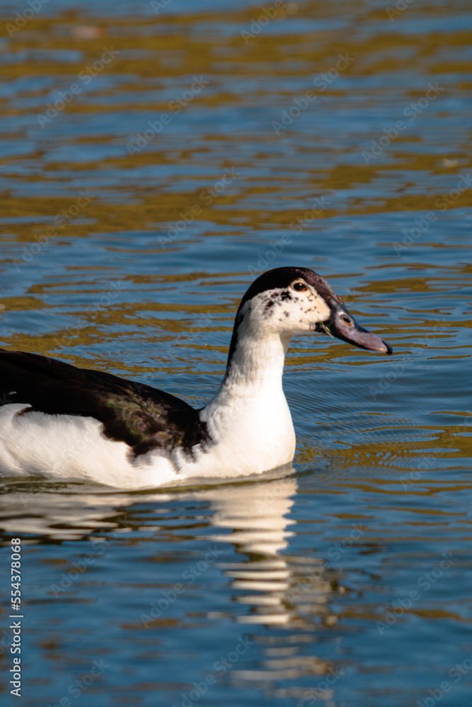 Fototapeta premium A duck on Lake Wairewa, Banks Peninsula