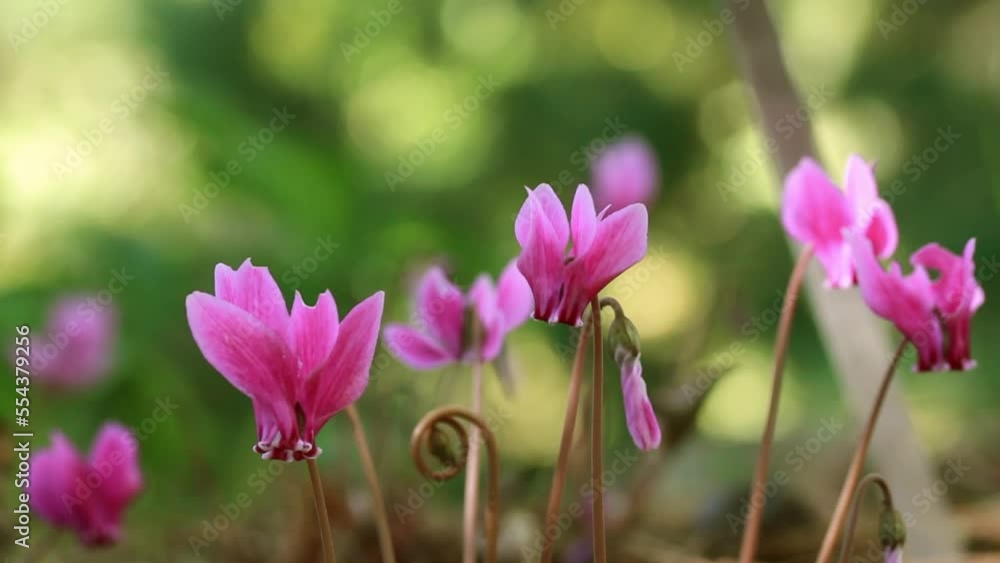 Pink lilac cyclamen hederifolium flowers grow on forest edge in a botanical garden, park, forest in the wild in summer. Blooms in a national park in spring. Nature's awakening. Wild cyclamens in woods Pink lilac cyclamen hederifolium flowers grow on forest edge in a botanical garden, park, forest in the wild in summer. Blooms in a national park in spring. Nature's awakening. Wild cyclamens in woods