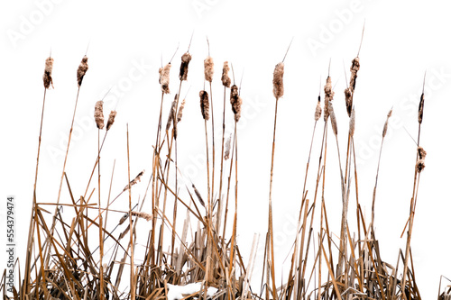 Cattail plants next to frozen snow-covered wetland