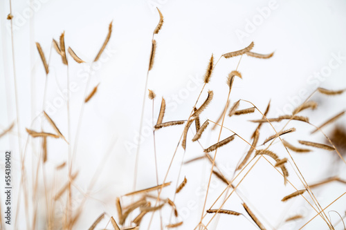 Seed heads of gramma grass in winter photo