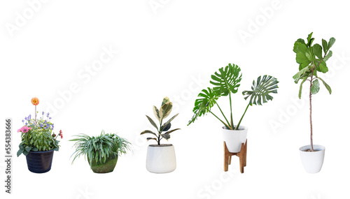 The collection houseplant Tropical bush pot tree branch isolated with clipping path.