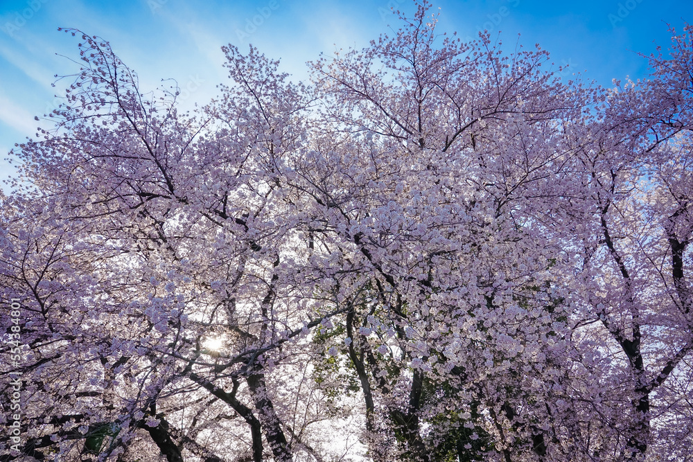 春の青空に映える砧公園の桜(東京都世田谷区) 春の青空に映える砧公園の桜(東京都世田谷区)