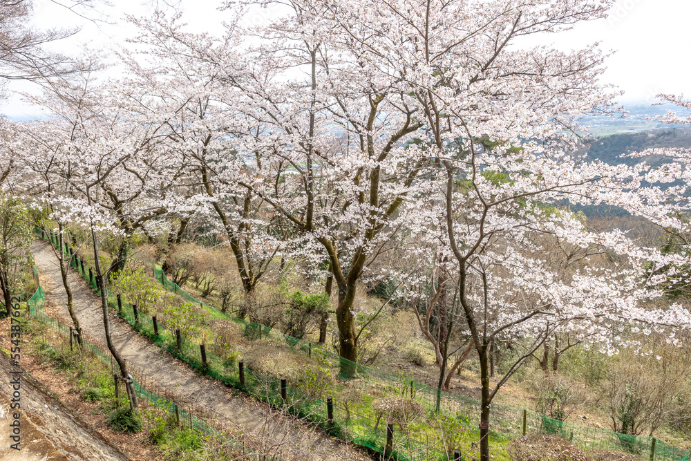 栃木県栃木市　太平山の桜