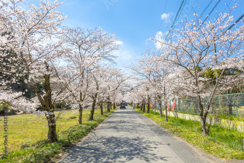 栃木県栃木市　太平山の桜
