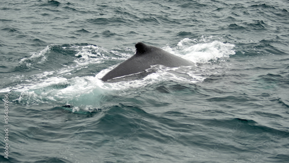 Obraz premium Dorsal fin of a humpback whale (Megaptera novaeangliae) in the Machalilla National Park, off the coast of Puerto Lopez, Ecuador