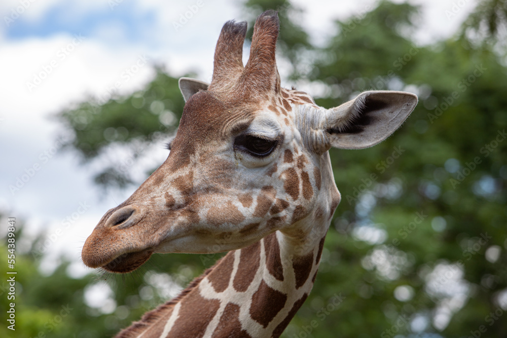 Obraz premium Giraffe