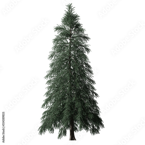 Abies Fraseri tree without background