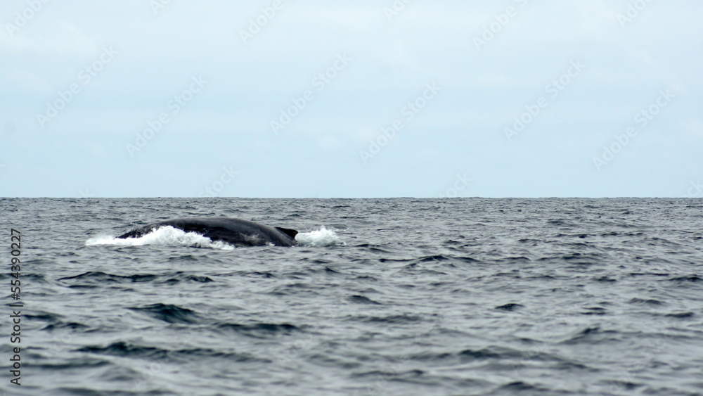 Humpback whale (Megaptera novaeangliae) in the Machalilla National Park, off the coast of Puerto Lopez, Ecuador