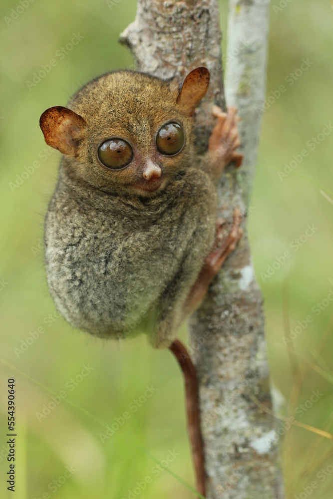 Fototapeta premium tarsier cub on a tree trunk in the forest