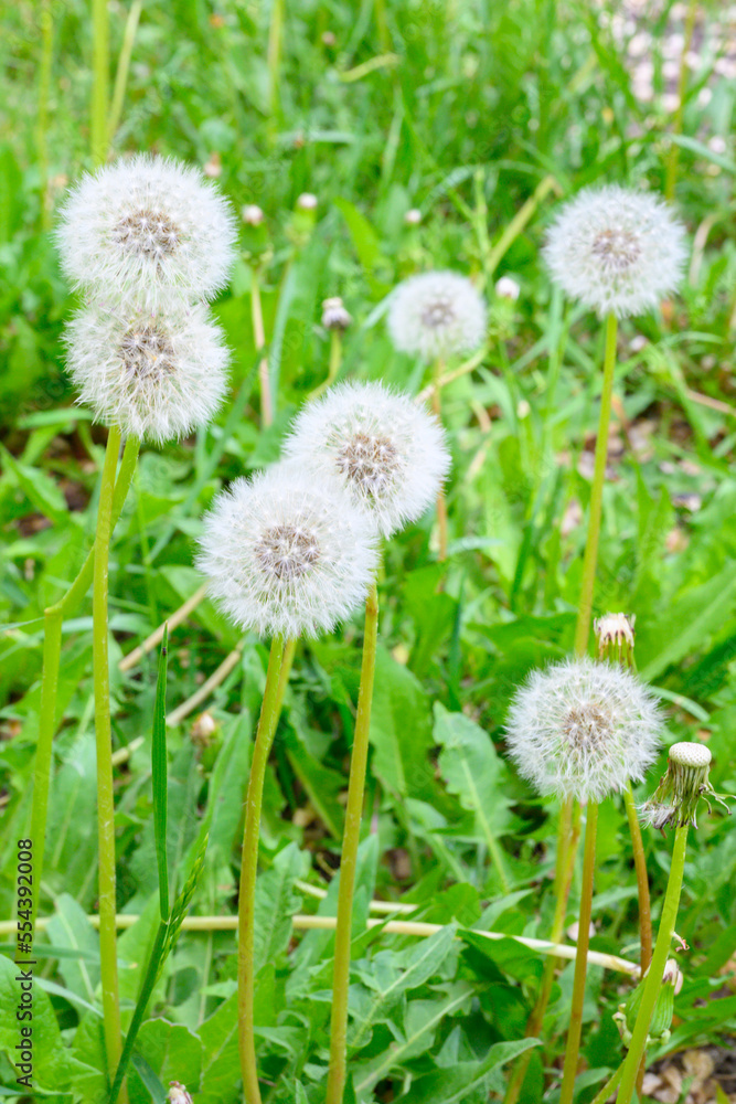 Glade of fresh meadow dandelions on a sunny spring day. Flowering dandelions. Excellent background for the expression of spring mood. Glade of fresh meadow dandelions on a sunny spring day. Flowering dandelions. Excellent background for the expression of spring mood.