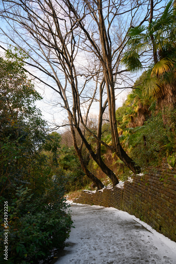 A path in the mountains on the subtropical coast of the Black Sea in winter A path in the mountains on the subtropical coast of the Black Sea in winter