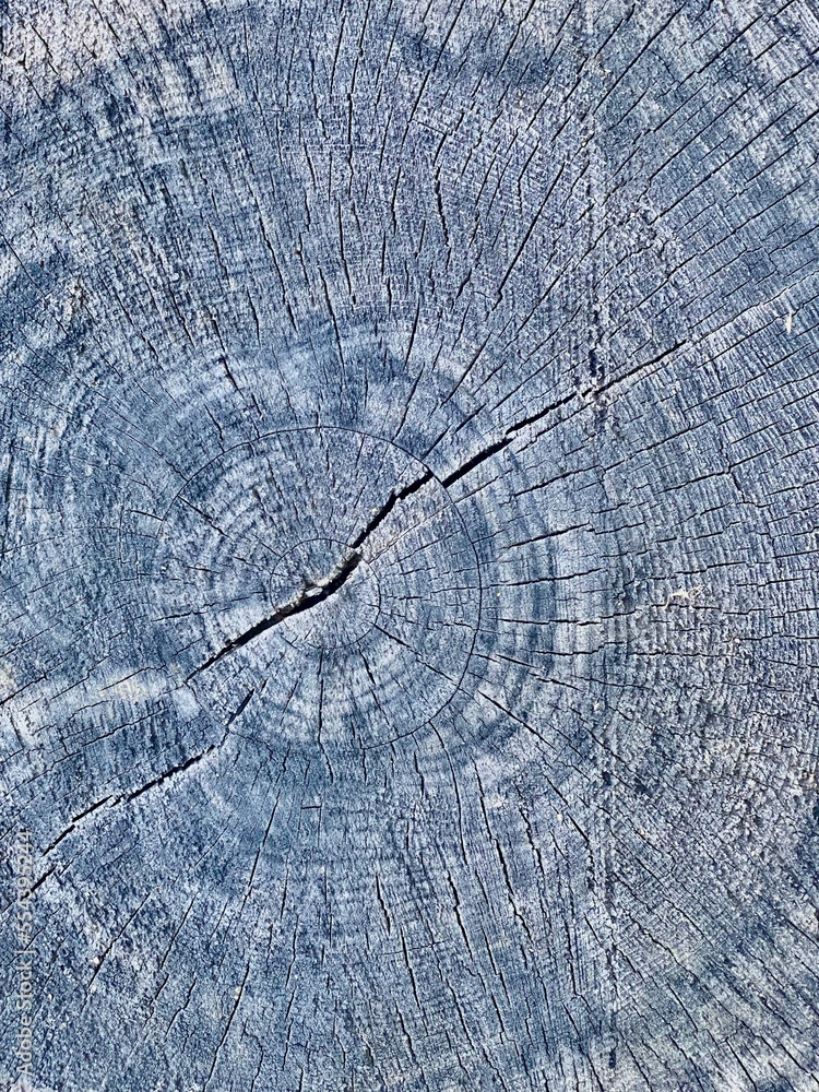 Fototapeta premium wood texture