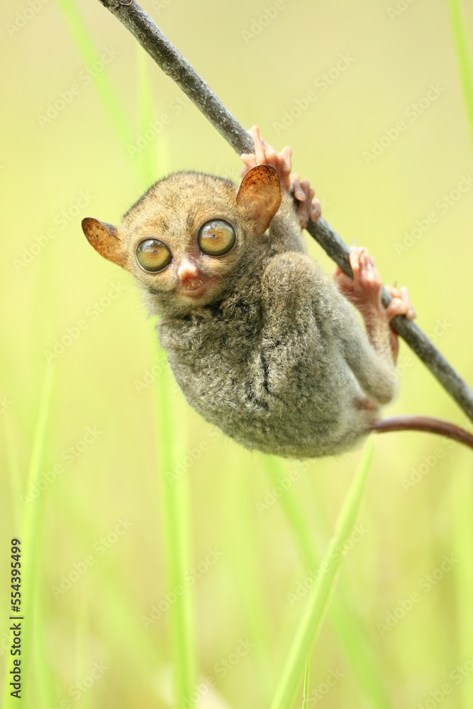 tarsier hanging from a branch