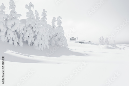 snow covered trees snow covered fir tree snow covered pine tree