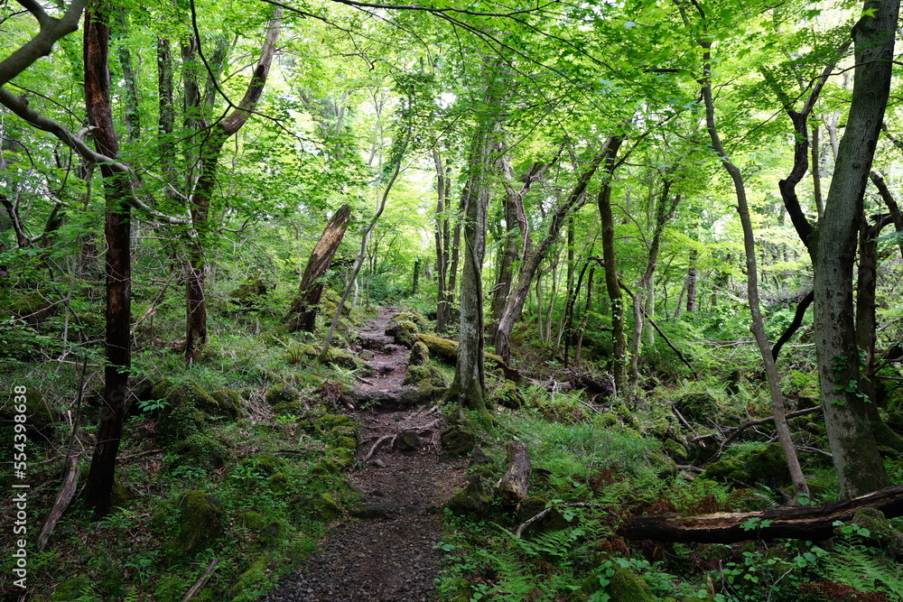 fine spring forest in the sunlight