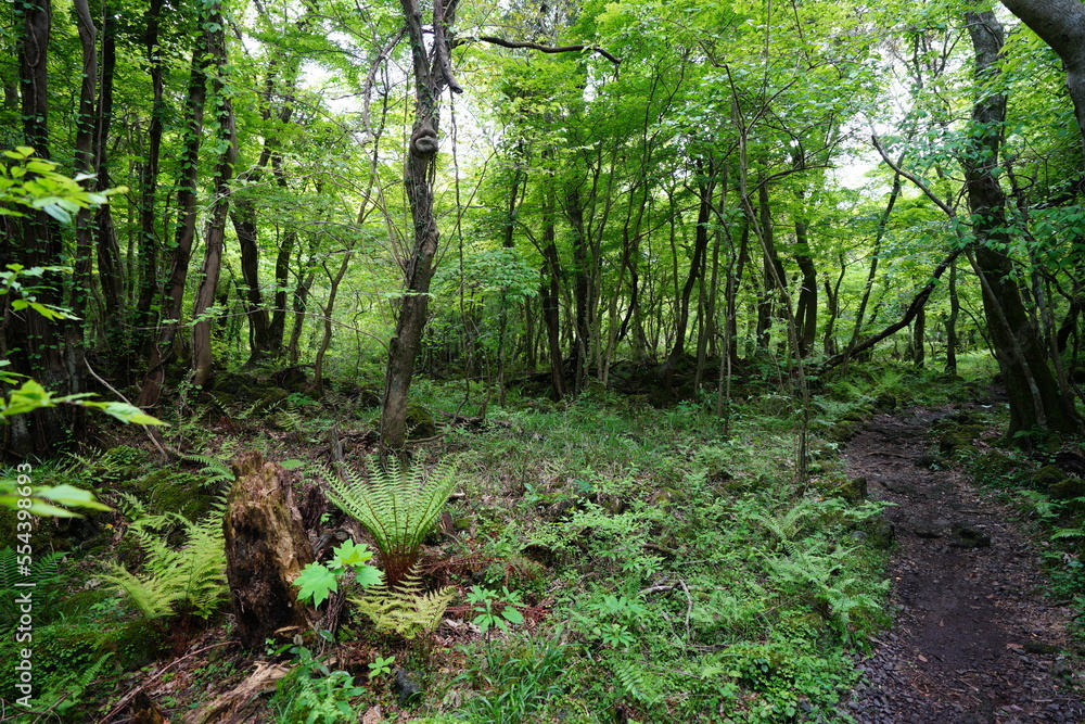 Fototapeta premium fresh fern and mossy trees in spring forest