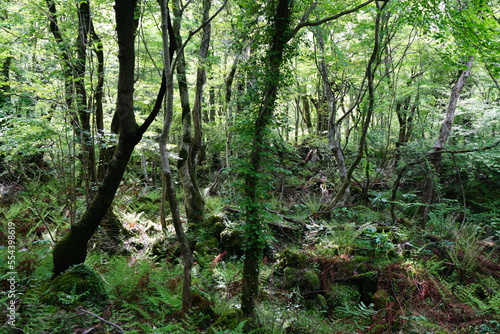 thick wild forest with fern 