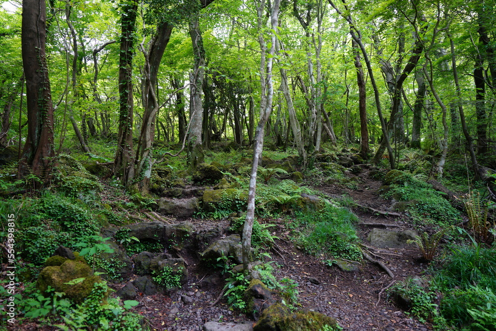 fine path through mossy rocks and trees fine path through mossy rocks and trees