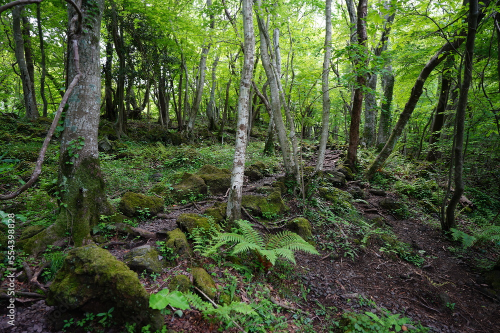 fine path through mossy rocks and trees fine path through mossy rocks and trees