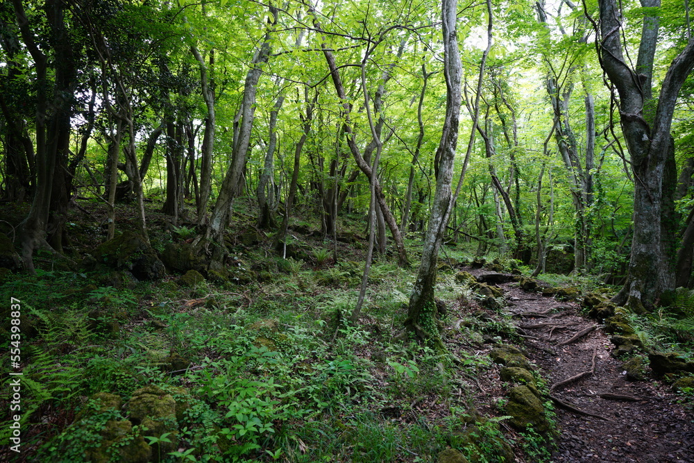 refreshing spring forest with path