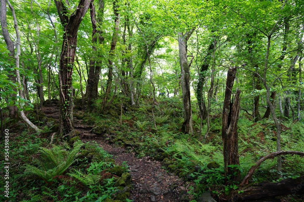refreshing spring forest with path refreshing spring forest with path