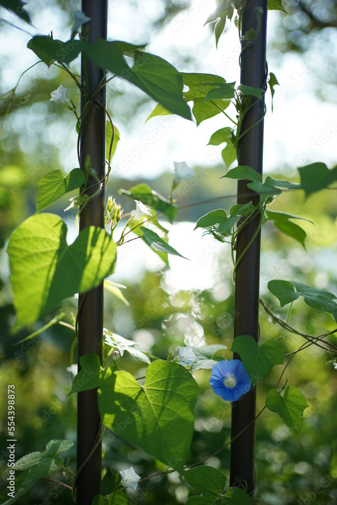 Obraz premium アサガオ