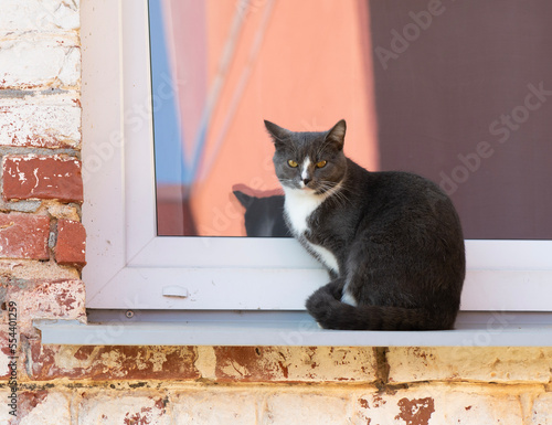 gray cat siting on windowsill .