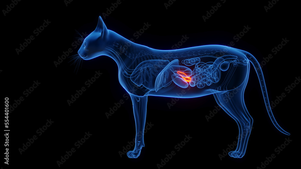3D medical illustration of the pancreas of a cat Stock Illustration