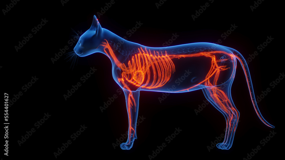 3D medical illustration of a cat's cardiovascular system 3D medical illustration of a cat's cardiovascular system