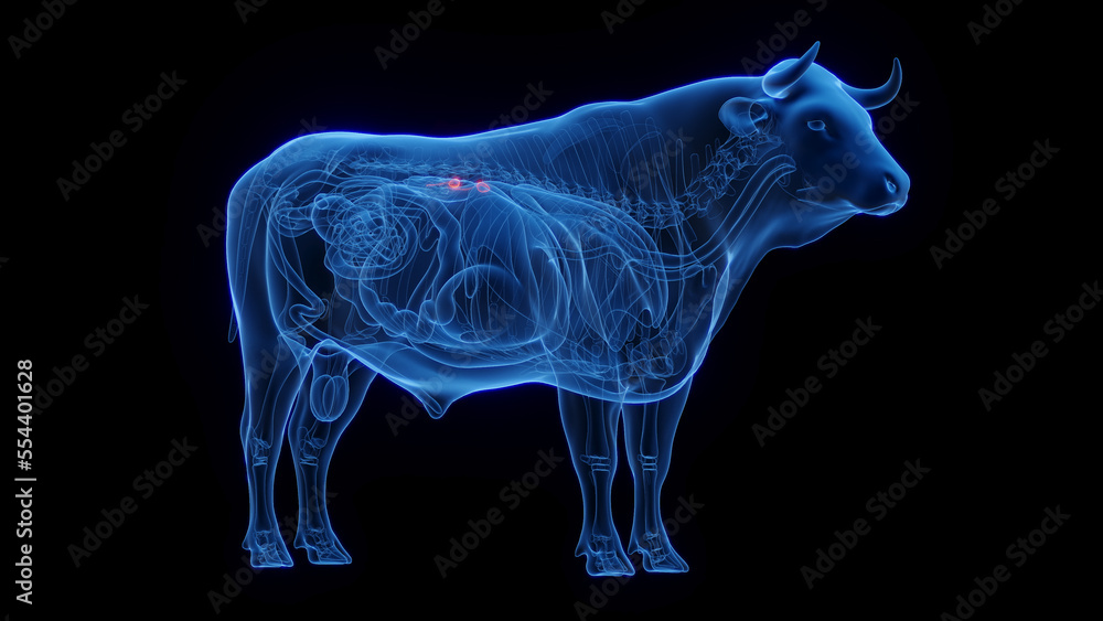 3D medical illustration of a cow's adrenal glands 3D medical illustration of a cow's adrenal glands