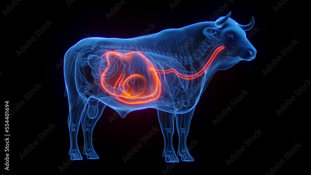 3D medical illustration of a cow's stomach and esophagus 3D medical illustration of a cow's stomach and esophagus