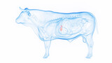 3D medical illustration of a cow's gallbladder