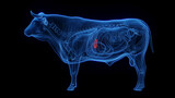 3D medical illustration of a cow's gallbladder