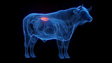 3D medical illustration of a cow's kidneys