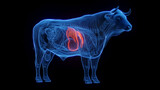 3D medical illustration of a cow's liver